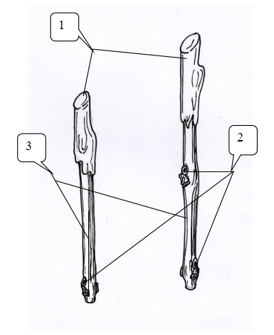 Рис.2. Парафинирование и бороздование черенков
1.Покрытие верхней части (1/3) черенков парафином. 2.Ослепление нижних и среднего глазков. 3.Бороздование нижней части (1/3) черенков