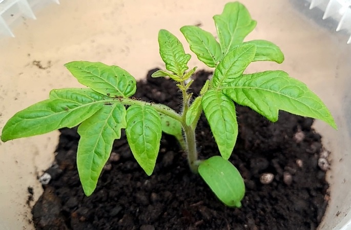 Рассада томатов: Крепкие корни и толстый стебель. Чем полить после пикировки рассады