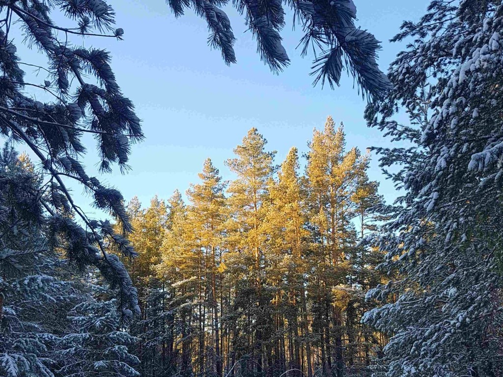    Мороз ударил перед оттепелью в Оренбургской области. Холоднее всего было в Бузулукском бору