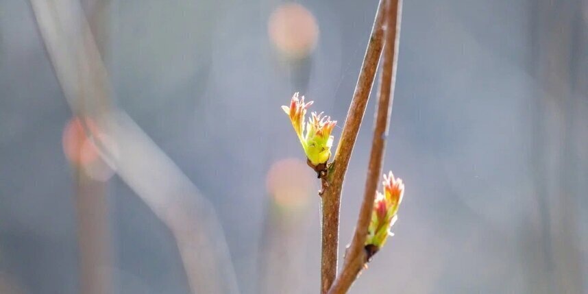    Алена Бобрович