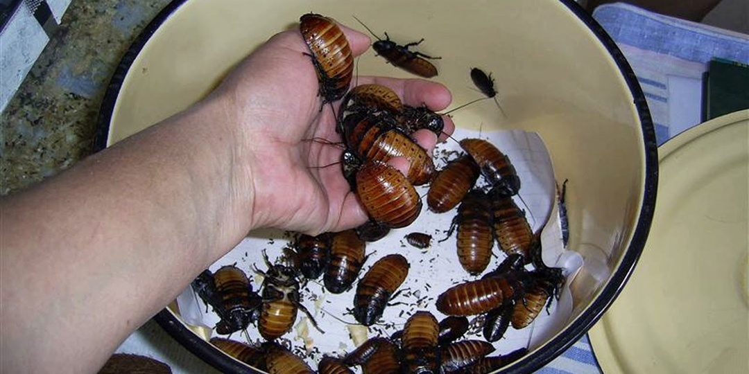 Как правильно в квартире содержать тараканов