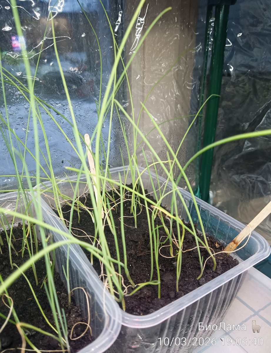 С луком все в порядке!