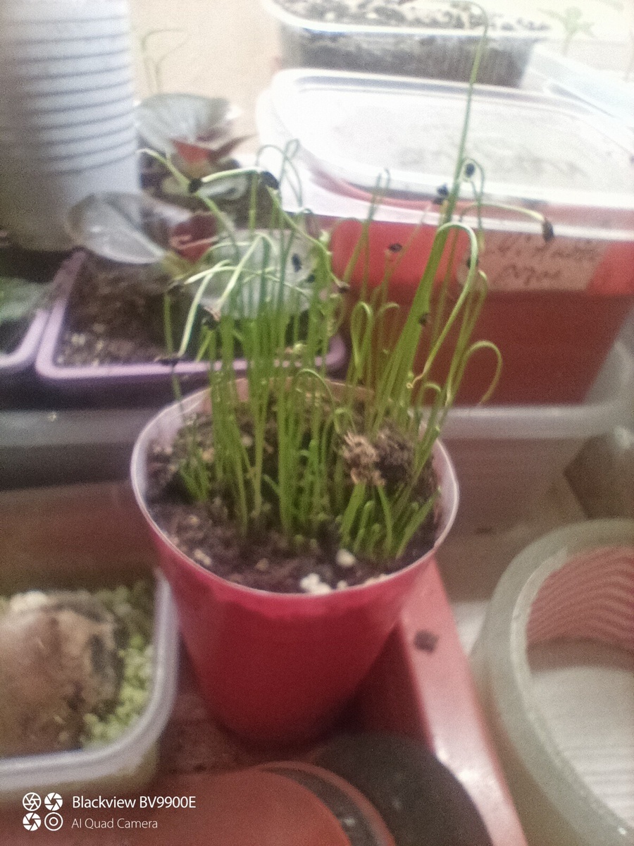 Посееешь кучу семян - получишь кучу всходов! Примета такая.