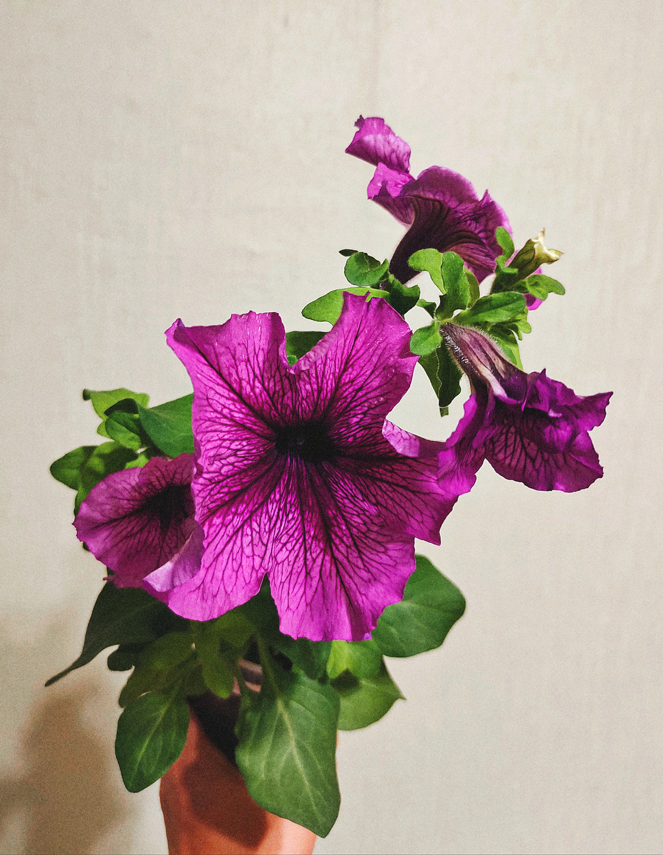 Одна из первых выращенных мной петуний