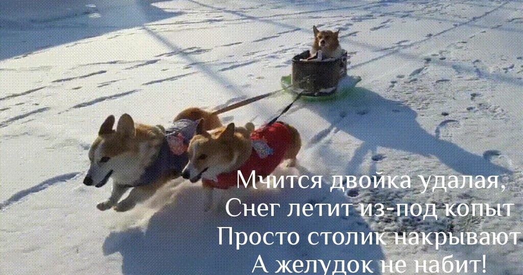 Перлы от собачников. Суетологи.