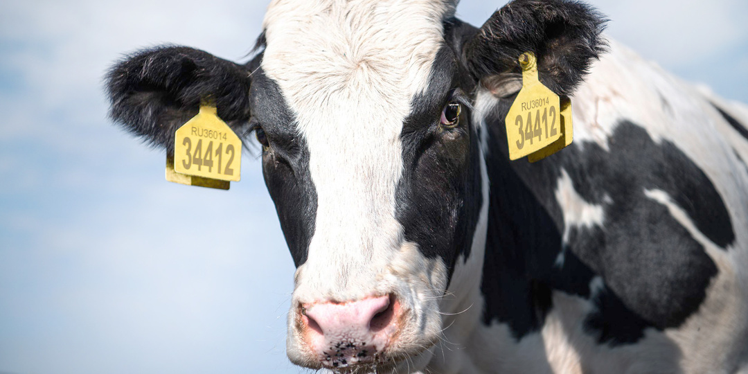 «ЭкоНива» подготовила рейтинг самых высокопродуктивных коров по итогам 2025 года