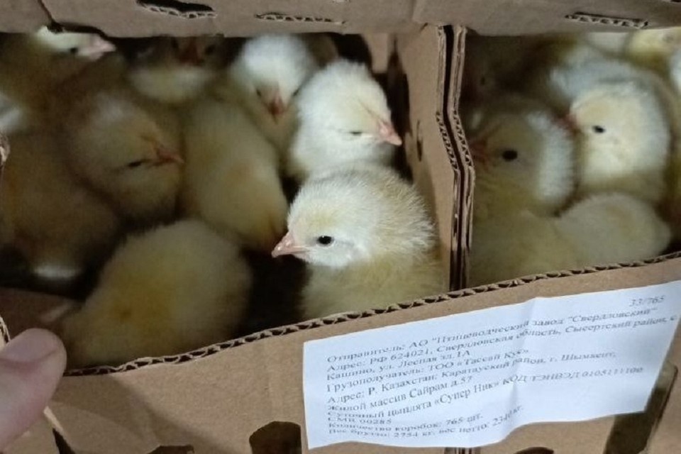    В Казахстан отправили 60 тысяч цыплят, а в Кыргызстан – 50 тысяч пернатых. Фото: пресс-служба Уральского межрегионального управления Россельхознадзора