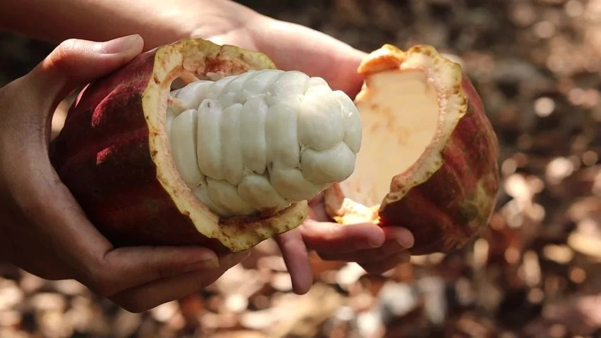 Киндер сюрприз по-мексикански