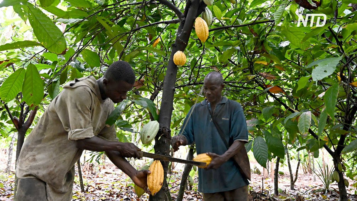 Работники бережно вешают плоды какао обратно на деревья, уникальные кадры заботы о природе