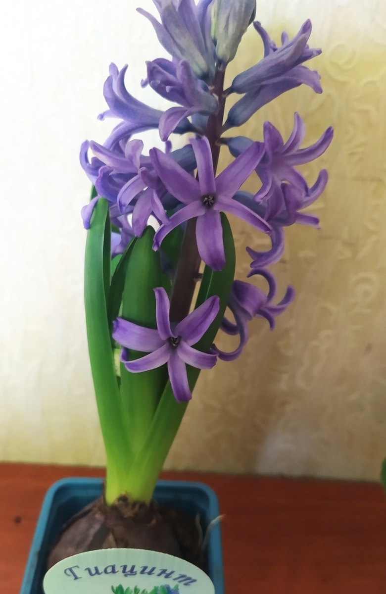 Гиацинт