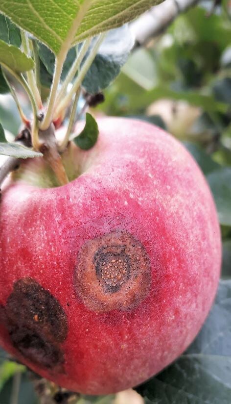 Горькая гниль  на яблоке. Фото из открытых источников