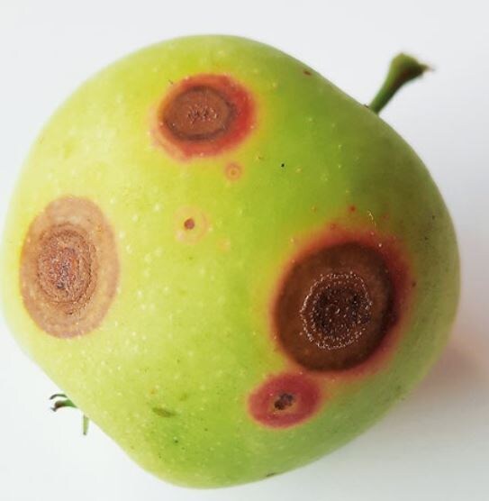 Фото 1, 2. Горькая гниль на яблоке. Фото из открытых источников