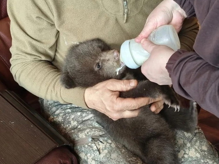     Фото: Главохота Вологодской области