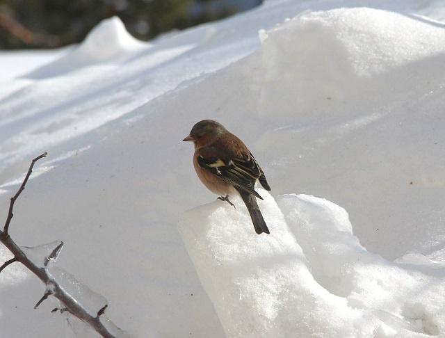 Зяблики на кормушке около экоцентра Керженского заповедника.