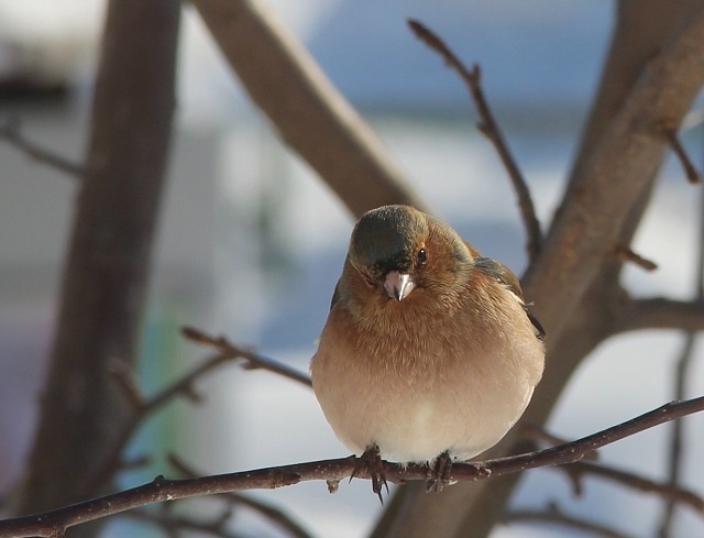 Зяблики на кормушке около экоцентра Керженского заповедника.