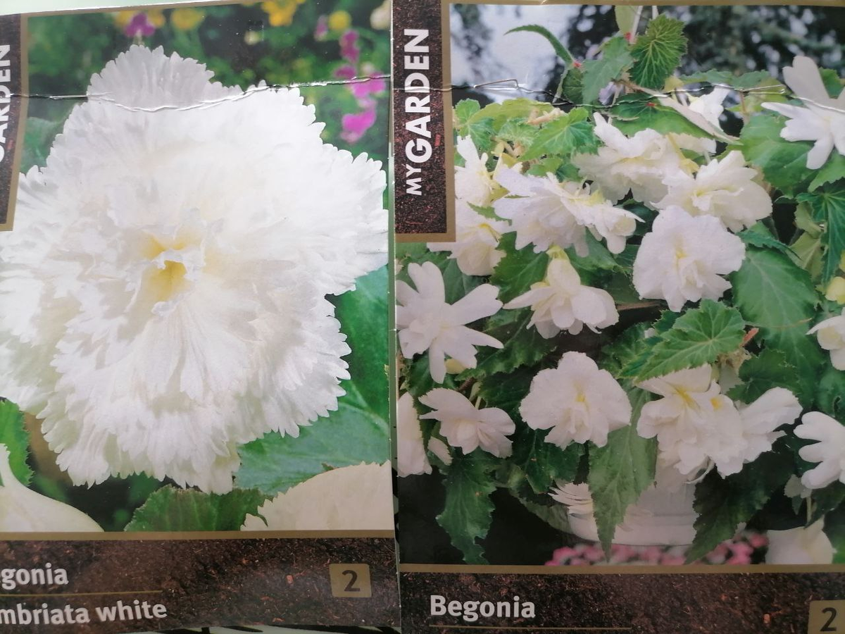 Клубни бегоний в упаковке, фото автора