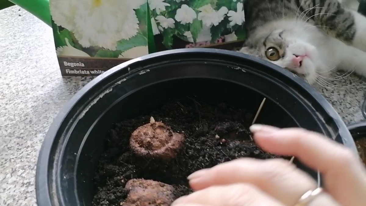 Сажаю клубни бегоний, фото автора