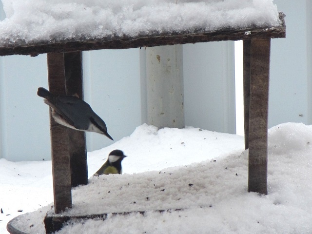 Поползень и большая синица на кормушке в пос. Рустай рядом с Керженским заповедником