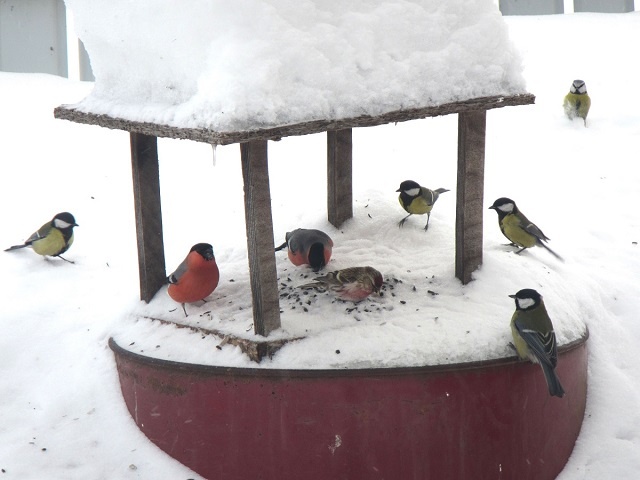 Птицы на кормушке в пос. Рустай рядом с Керженским заповедником