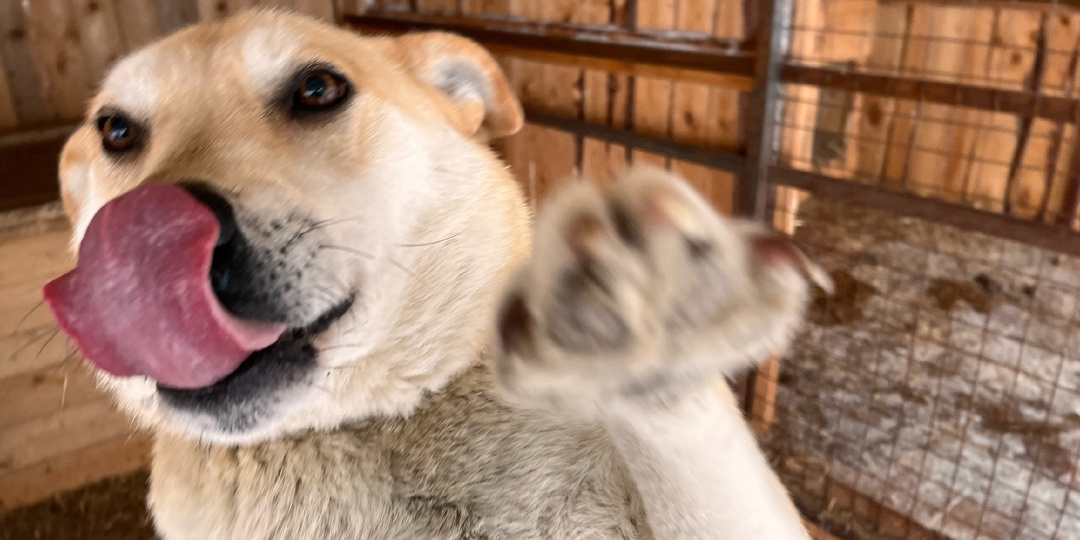 Праздники прошли, а суровые будни приюта продолжаются