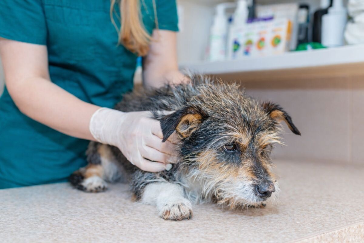 Можно ли делать наркоз пожилой собаке
