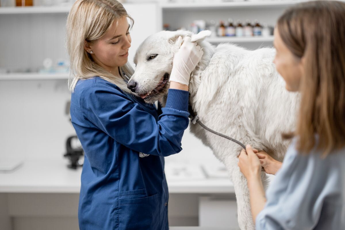 На приёме у ветеринара 