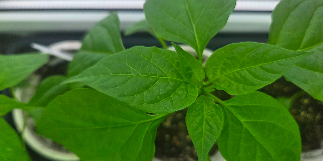 Уход за рассадой перцев в марте: мои секреты для стаканчикового метода