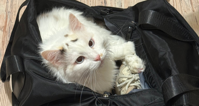    Фото progorod43.ru