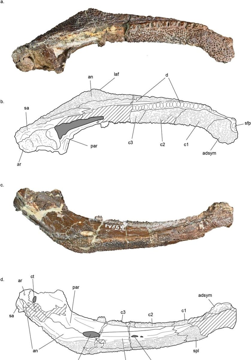   Jason D. Pardo et al. / Proceedings of the Royal Society B: Biological Sciences, 2026