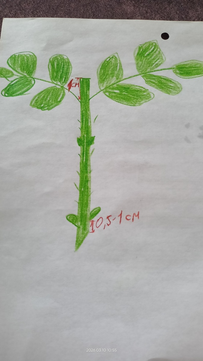 Черенок розы схематично