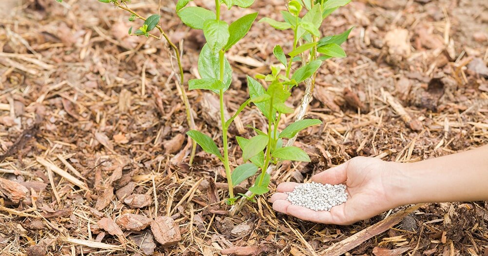 Подкормки голубики после схода снега: дикий нрав учитывать следует