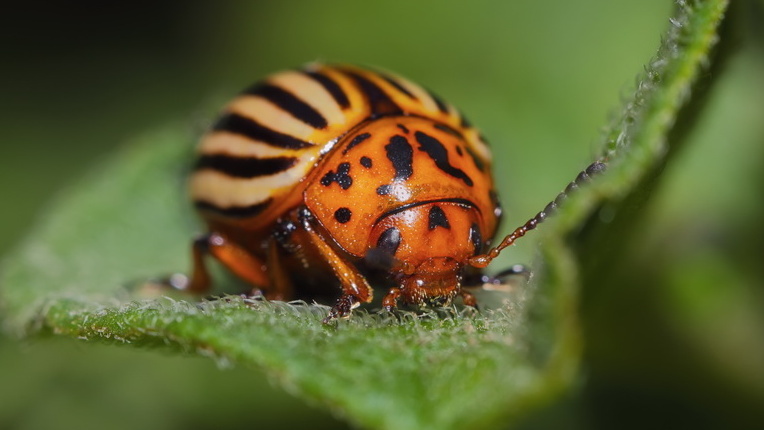 Через три недели после посадки обработанных клубней картина была именно такой