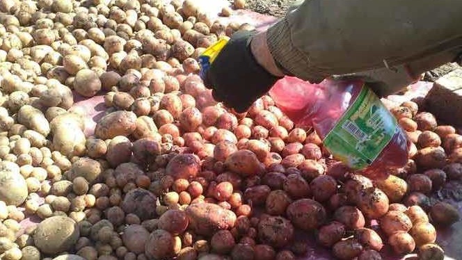 Правильная обработка – каждый клубень доступен со всех сторон