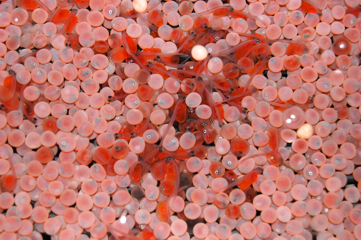 Выклев. Фото: Сахалинский филиал ФГБУ «Главрыбвод»