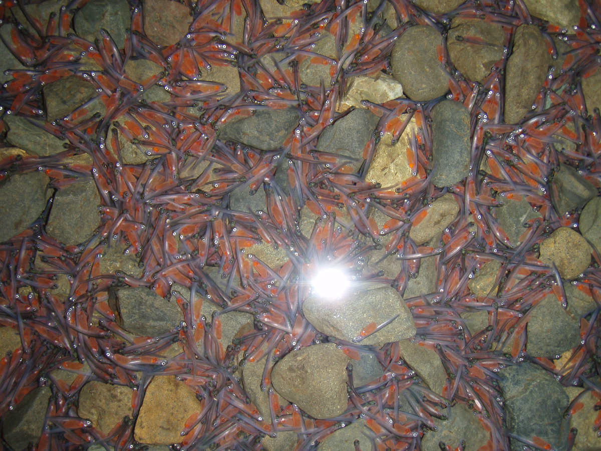  Эмбрионы на галечном субстрате. Фото: Сахалинский филиал ФГБУ «Главрыбвод»