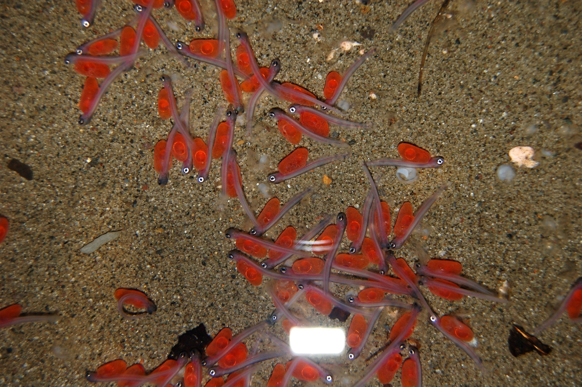  Эмбрионы на галечном субстрате. Фото: Сахалинский филиал ФГБУ «Главрыбвод»