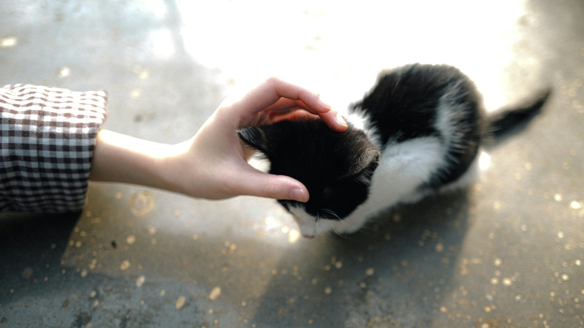    Вологодский приют «Надежда» открывает свои двери для тех, кто хочет обрести настоящего друга