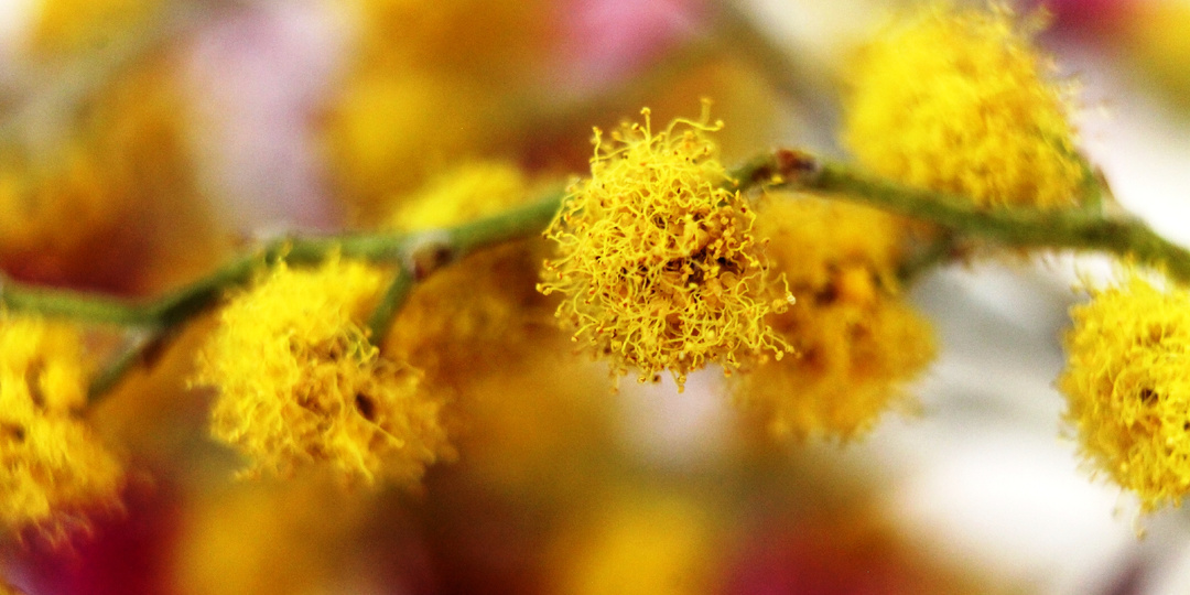 Цветы на 8 марта