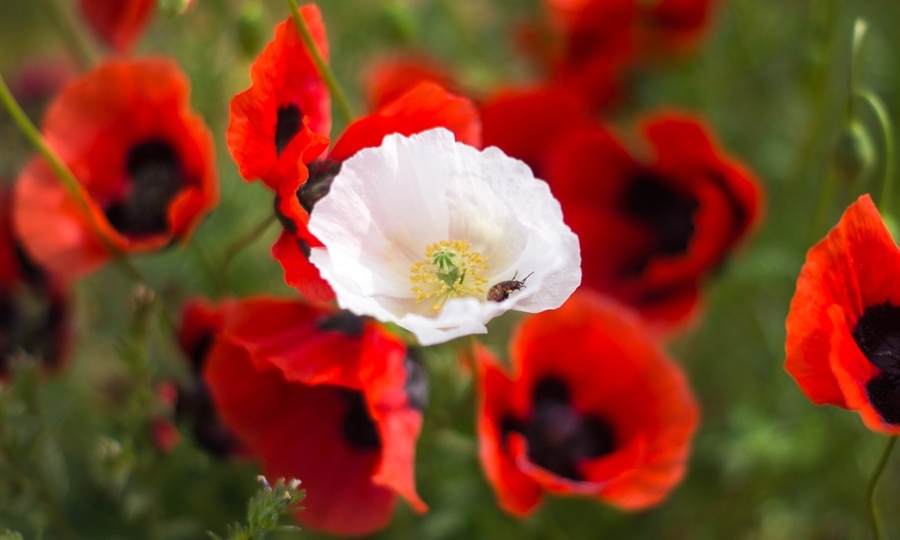 Почему одни люди подсознательно воспроизводят детский сценарий, а другие действуют от противного