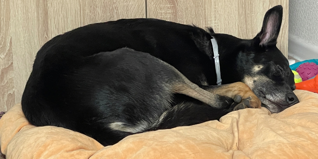 Лучшее, что могут сделать человеки сейчас для меня