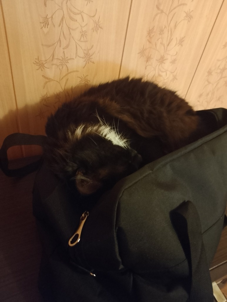 Спрятался😻