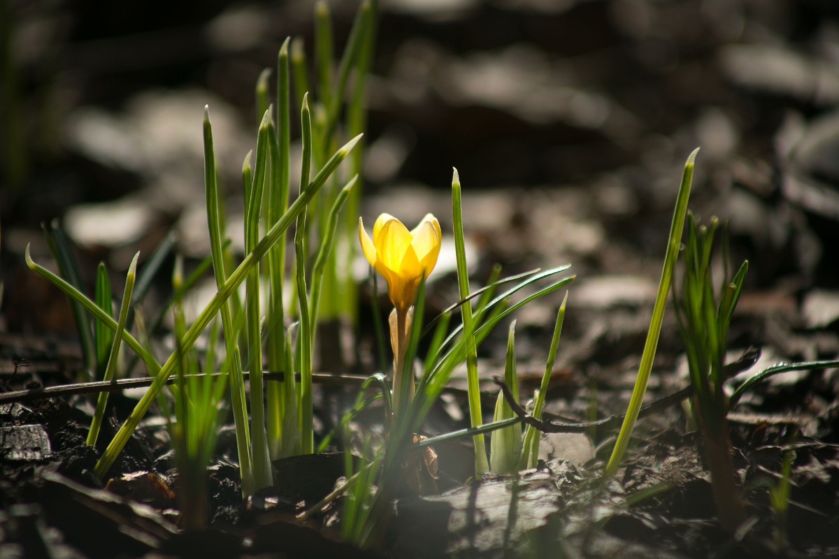 Автор фото Елена Якимова/Greenfingers