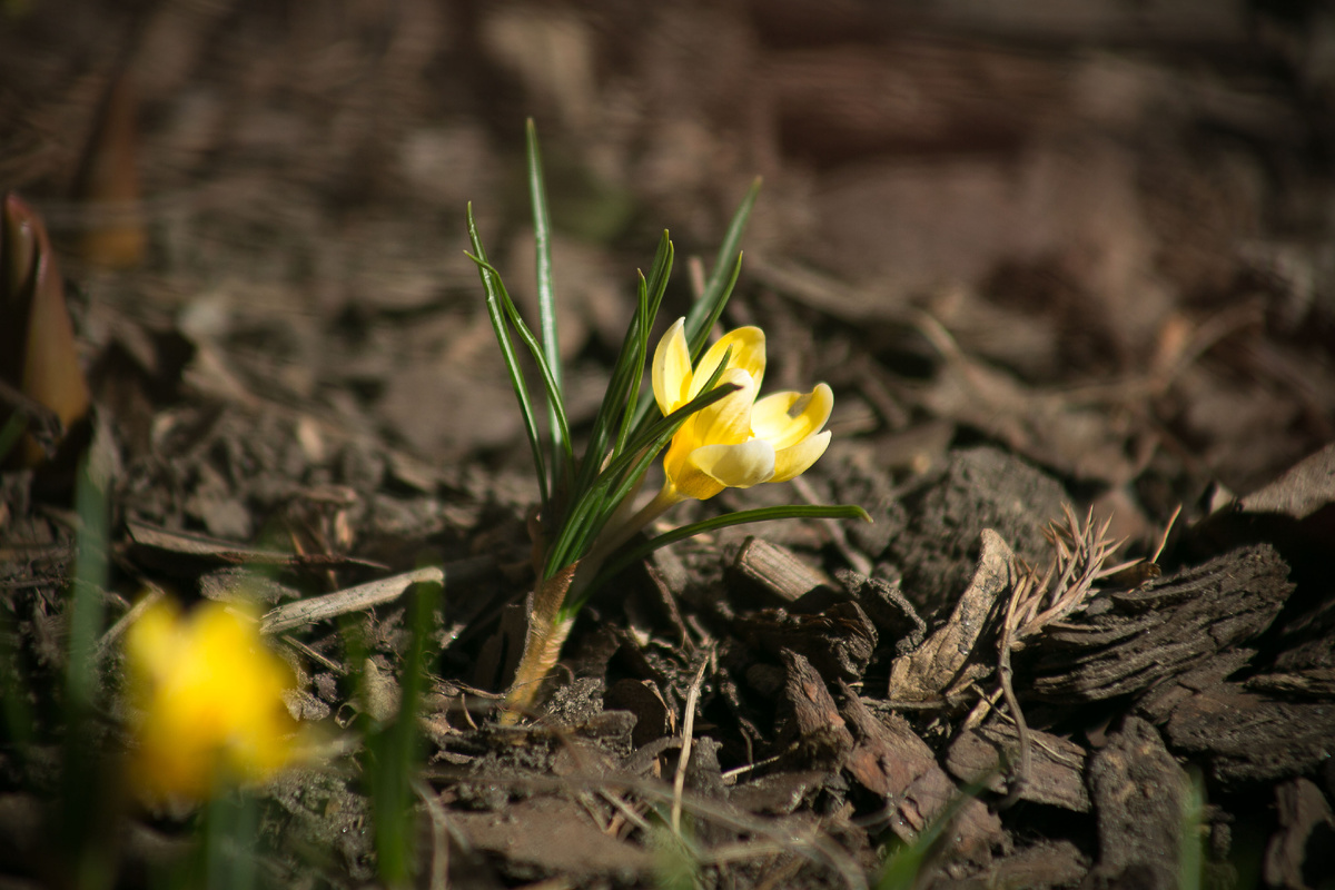 Автор фото Елена Якимова/Greenfingers