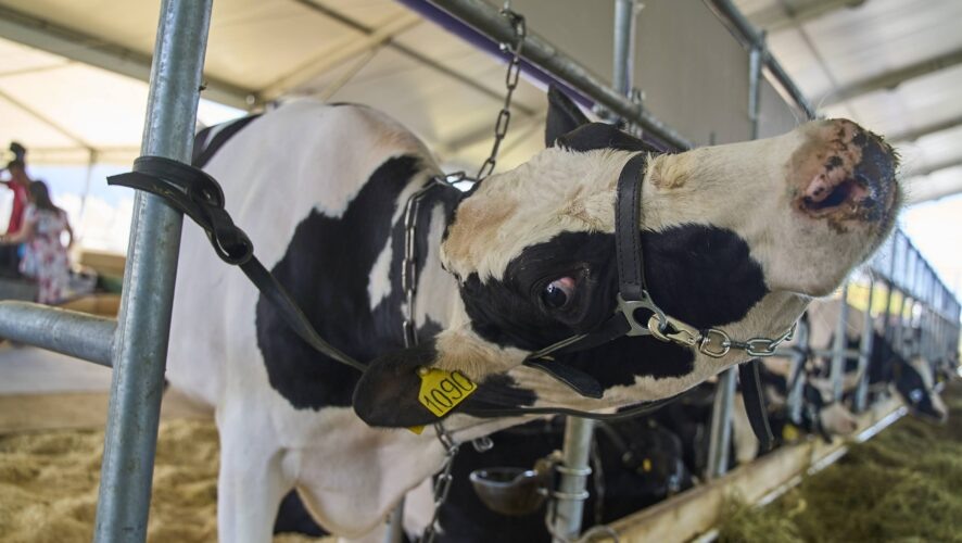    Фото: KazanFirst