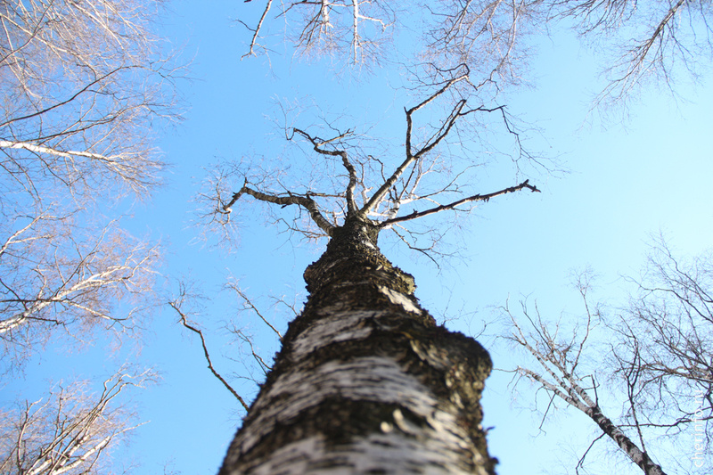   По прогнозам синоптиков, теплеть начнет со среды, 11 марта. Ночью будет ноль градусов, днем температура поднимется до +4...+9.