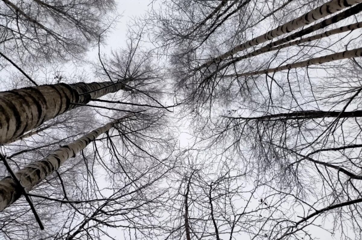    В Кабанском районе Бурятии украли деревья с участка местной жительницы
