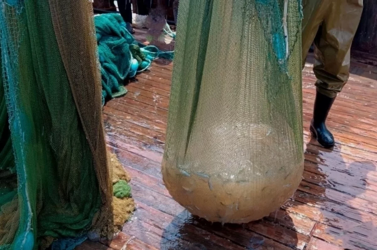    Фото: пресс-служба, источник: АзНИИРХ