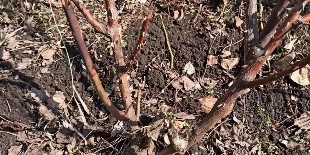 Почерневшую розу поливаю водкой 3 раза. Почки проклюнулись за 8 дней