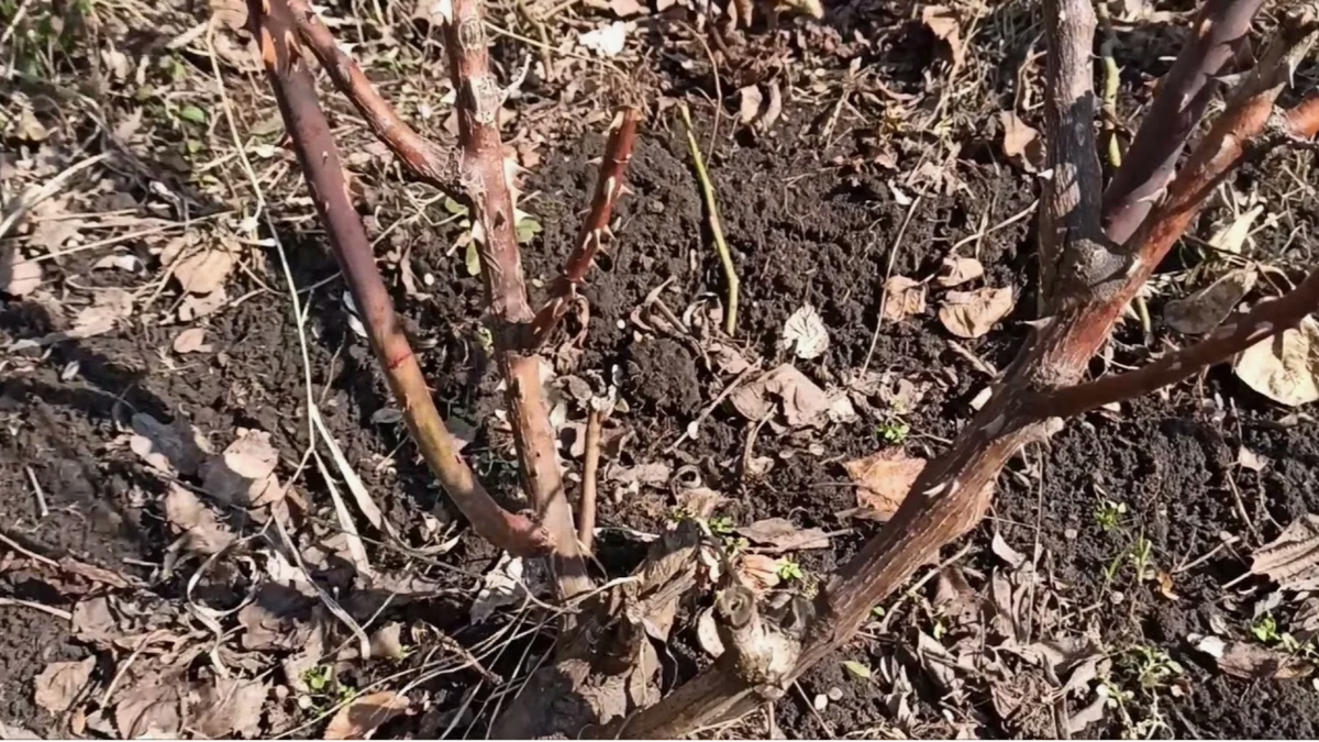 Вот так выглядела моя роза 15 апреля — казалось, шансов нет