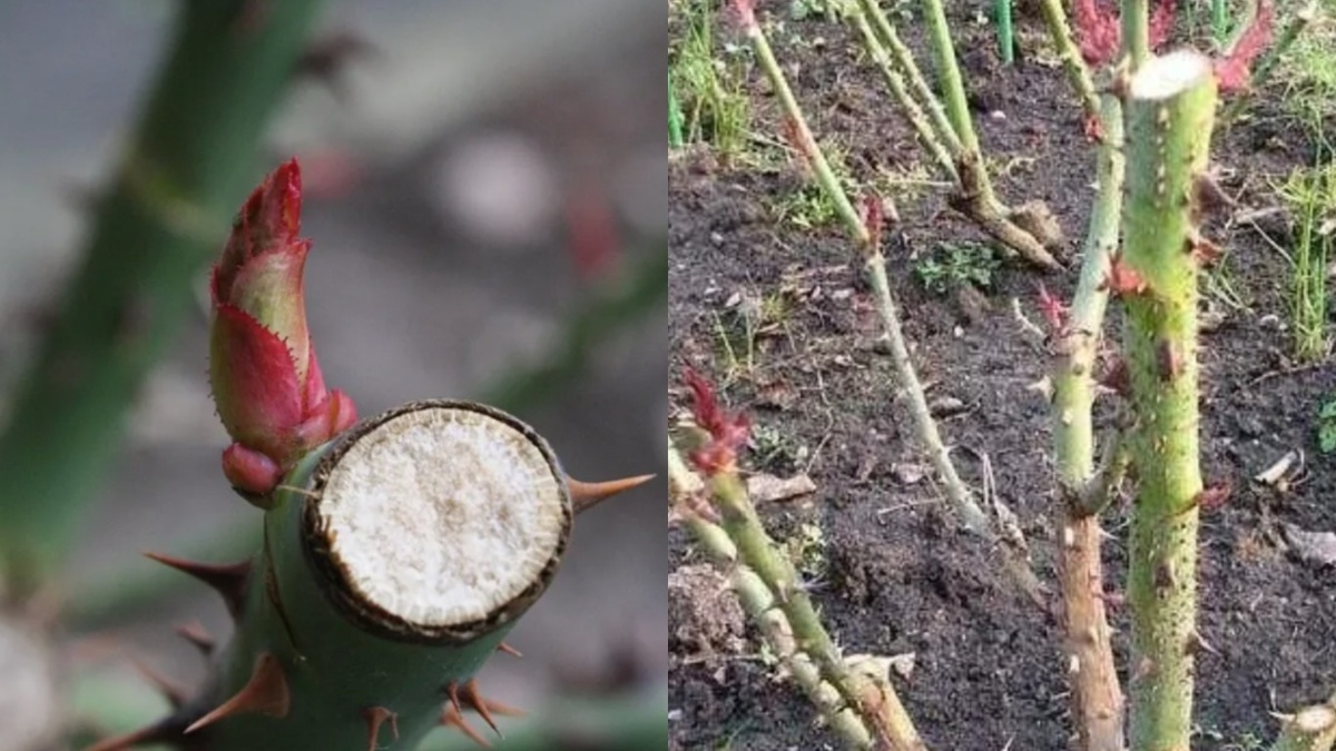 На 8-й день после первого полива водкой появились первые почки